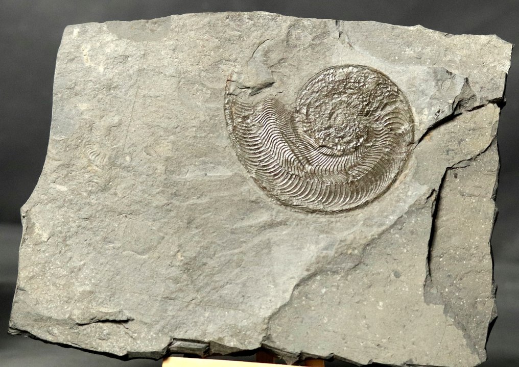 Finest Ammonite - Tyylikkäässä puutelineessä - Kivettynyt eläin - Harpoceras serpentinum - 22 cm - 17 cm #2.2