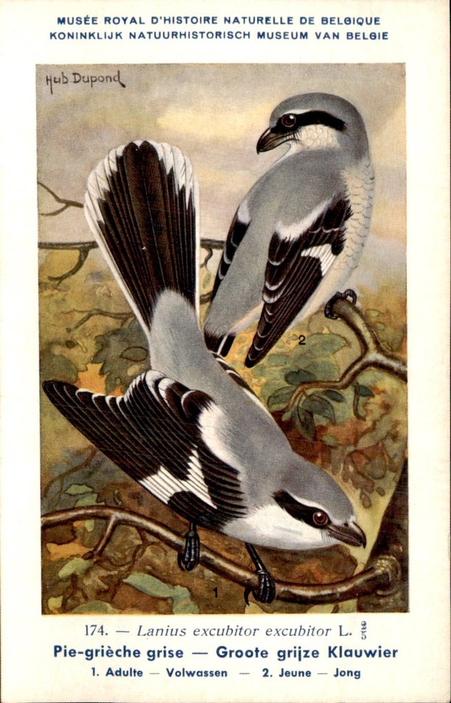 鸟 - 鸟 - 鸟 - 明信片 (109) - 1900-1950 #3.2