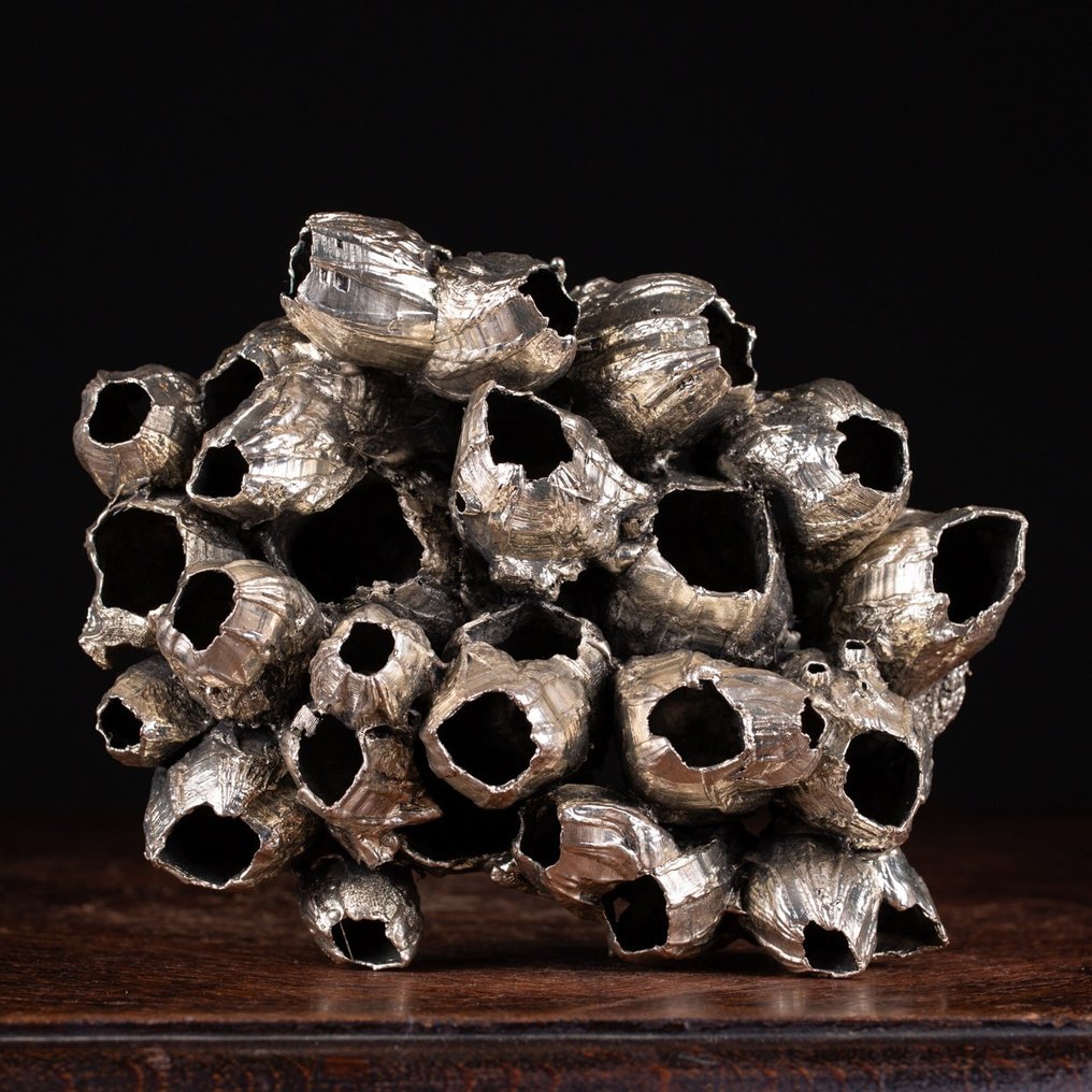 Silver Plate Barnacles on Custom Pedestal - Taxidermy full body mount - Thoracica - 201 mm - 154 mm - 97 mm #2.1