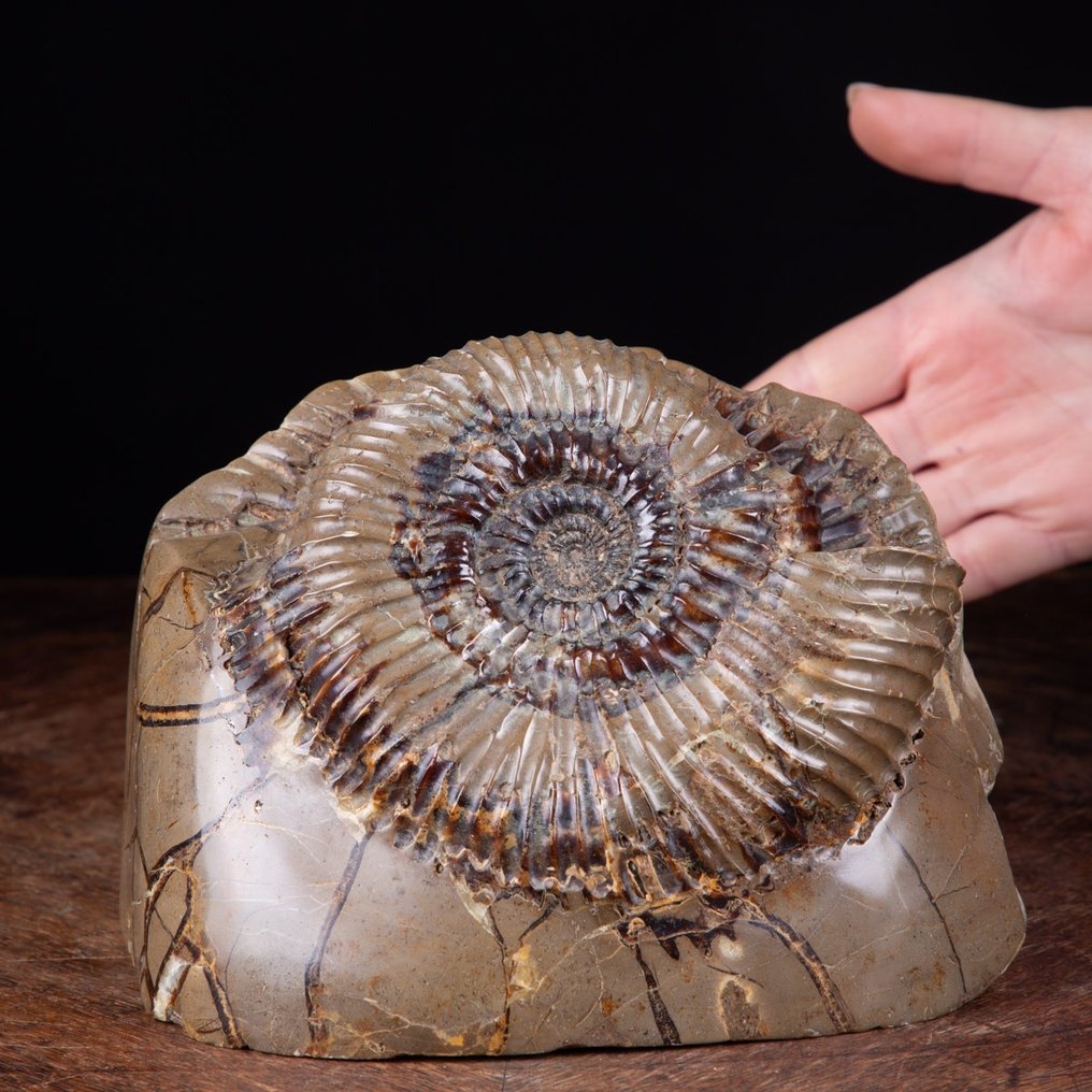 Ammonite in Septaria Nodule - Fossilised animal - Perisphinctes sp. - 13 cm - 17.5 cm #1.1