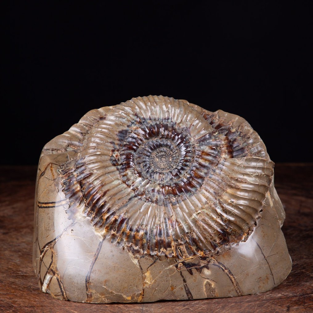 Ammonite in Septaria Nodule - Fossilised animal - Perisphinctes sp. - 13 cm - 17.5 cm #1.2