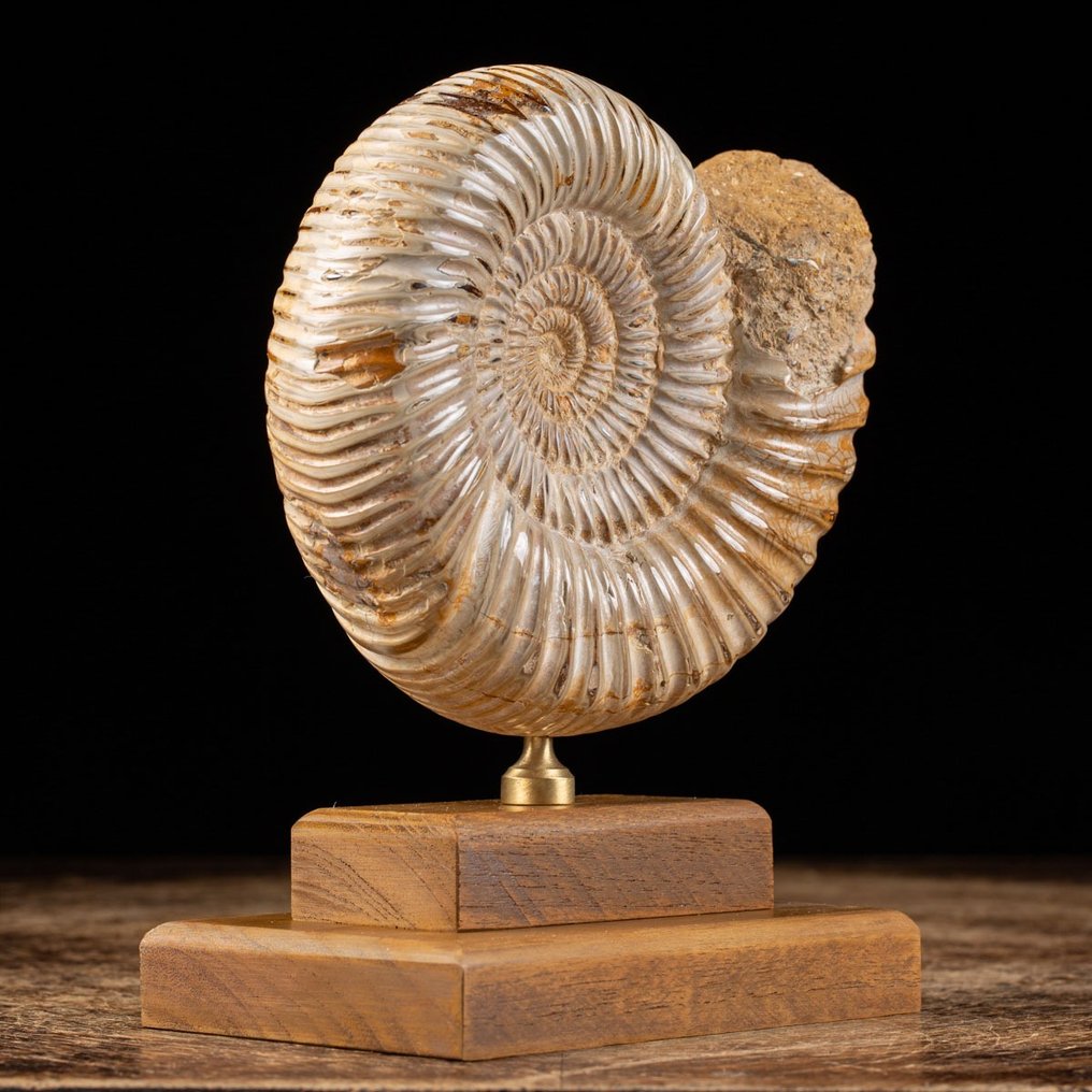 Ammonit – Basis aus Holz und Messing - Tierfossil - Douvilleiceras sp. - 18 cm - 14 cm #1.2