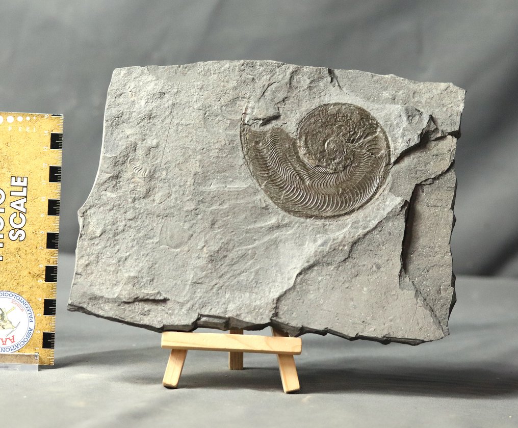 Finest Ammonite - Tyylikkäässä puutelineessä - Kivettynyt eläin - Harpoceras serpentinum - 22 cm - 17 cm #1.1