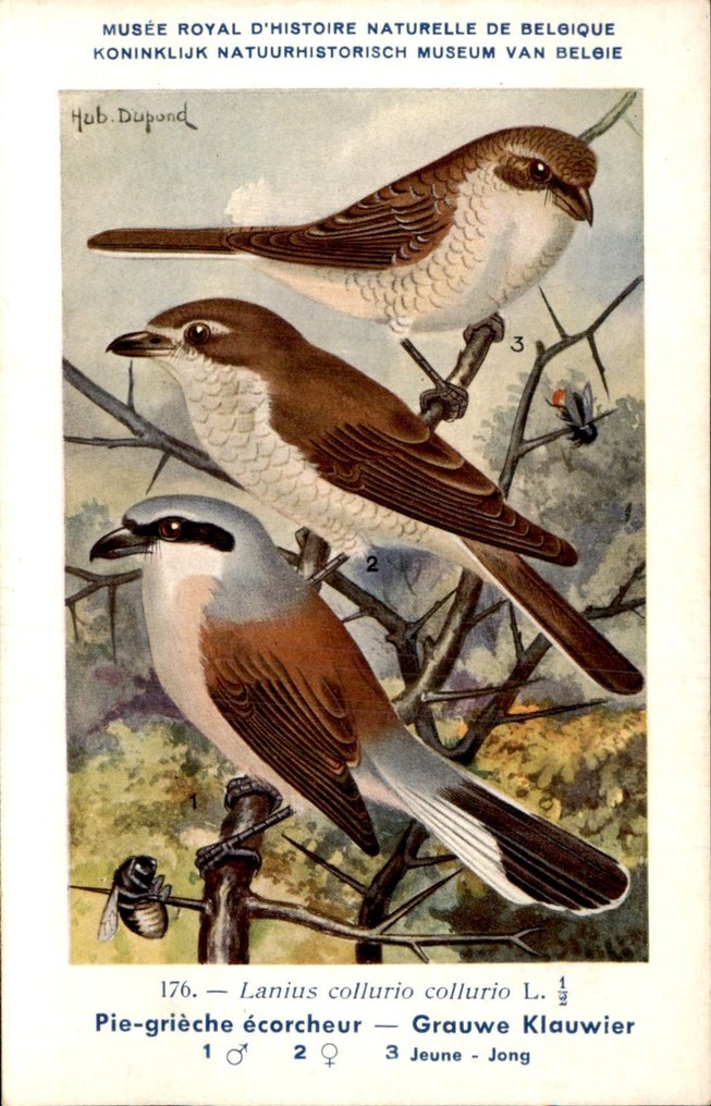 鳥 - 鳥 - 鳥 - 明信片 (109) - 1900-1950 #3.1