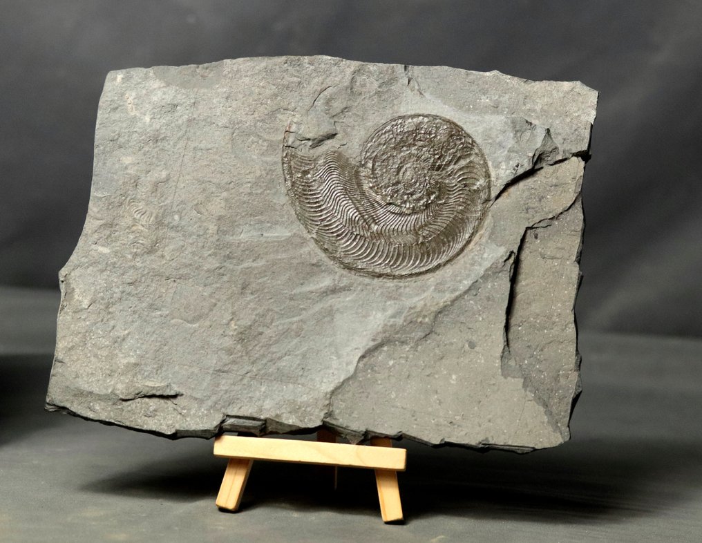 Finest Ammonite - Tyylikkäässä puutelineessä - Kivettynyt eläin - Harpoceras serpentinum - 22 cm - 17 cm #2.1
