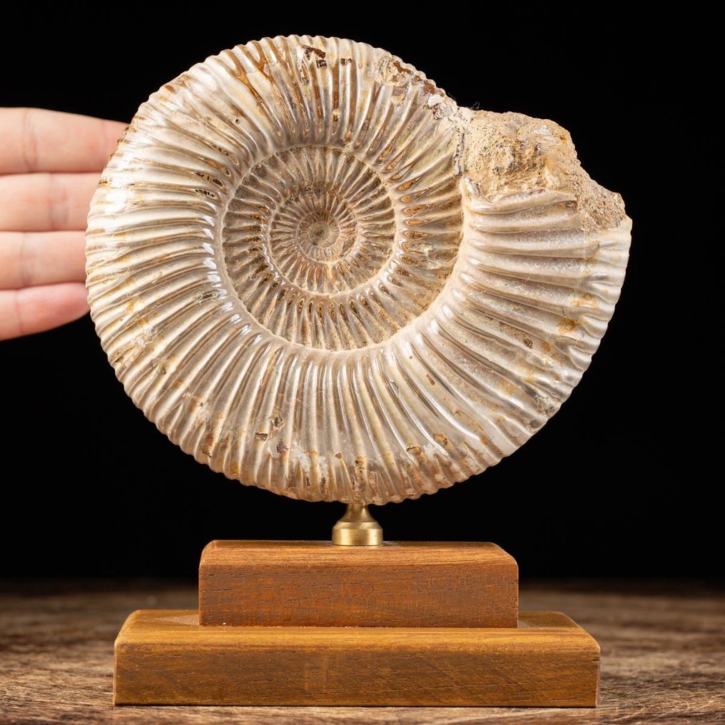 Ammonit - Træ og messing base - Fossilt fragment - Douvilleiceras sp. - 18 cm - 15 cm #1.1