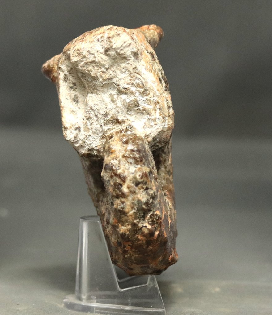 Ein knubbeliger Ammonit mit zwei Seiten präpariert - Tierfossil - Mammites nodosoides - 10.3 cm  (Ohne Mindestpreis) #2.1