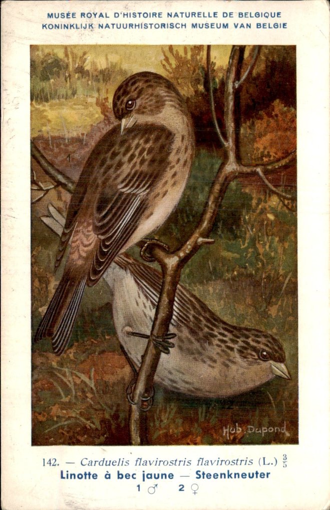 鳥 - 鳥 - 鳥 - 明信片 (109) - 1900-1950 #2.1