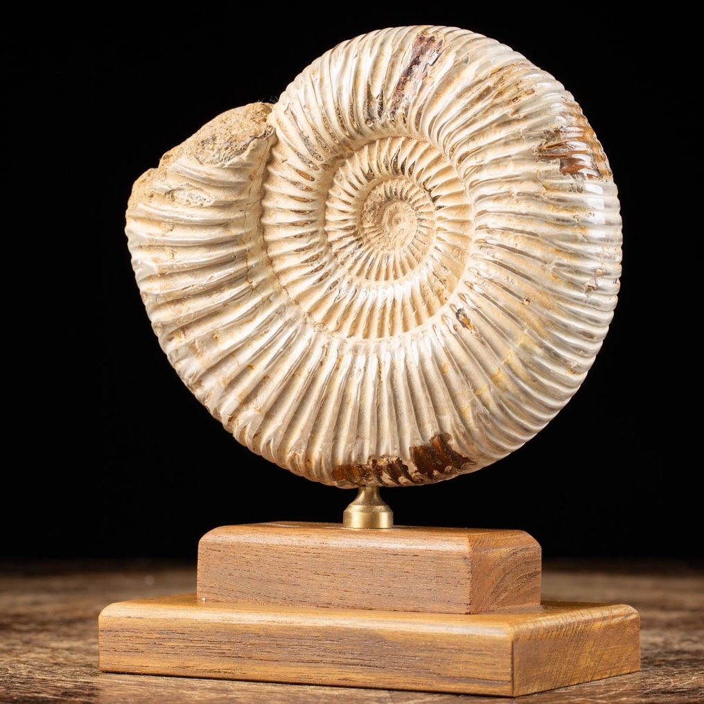 Ammonit - Træ og messing base - Fossilt fragment - Douvilleiceras sp. - 18 cm - 15 cm #1.2