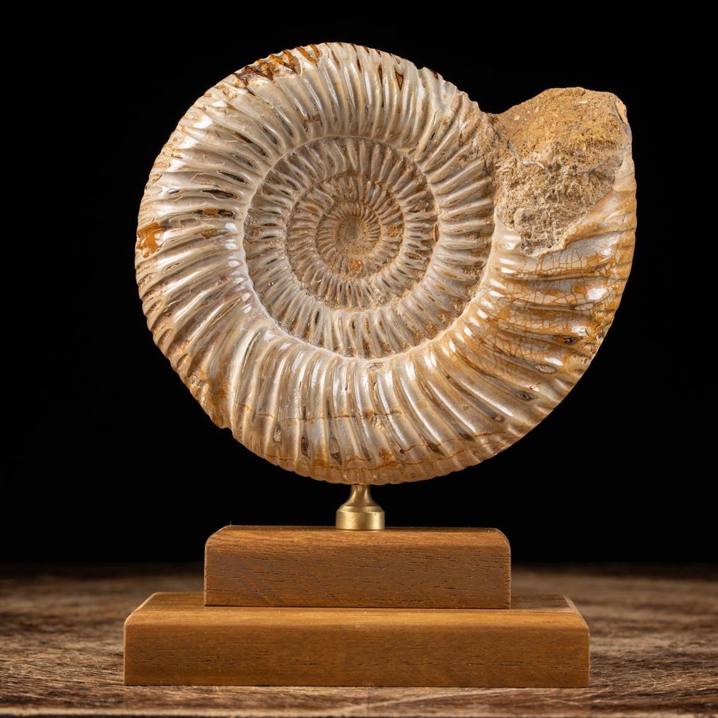 Ammonit – Basis aus Holz und Messing - Tierfossil - Douvilleiceras sp. - 18 cm - 14 cm #2.1