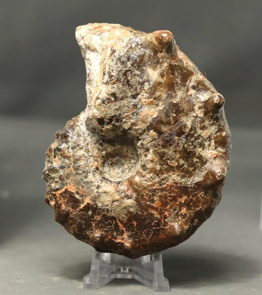 Ein knubbeliger Ammonit mit zwei Seiten präpariert - Tierfossil - Mammites nodosoides - 10.3 cm  (Ohne Mindestpreis) #1.2