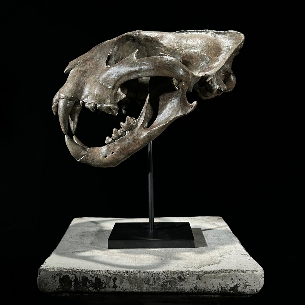 NO RESERVE PRICE - Replica Tiger Skull on stand -  Museum Quality - Brown Colour - Resin Taxidermy replica mount - (Panthera tigris) - 30 cm - 20 cm - 27 cm - Non-CITES species #1.2