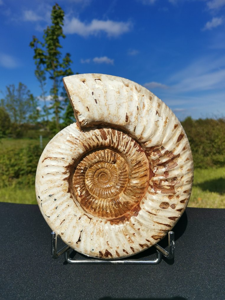 斑彩螺 - 甲壳化石 - Kranaosphinctes - 20 cm - 17.5 cm #2.1