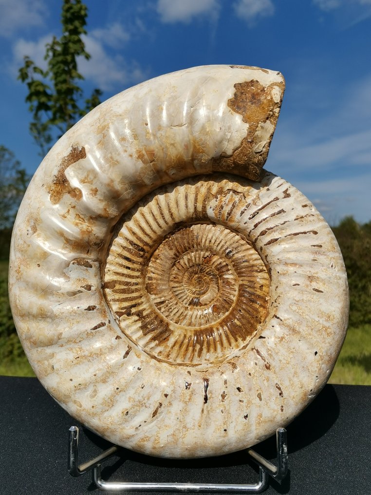 菊石亞綱 - 動物化石 - Kranaosphinctes - 25.5 cm - 23 cm #2.1
