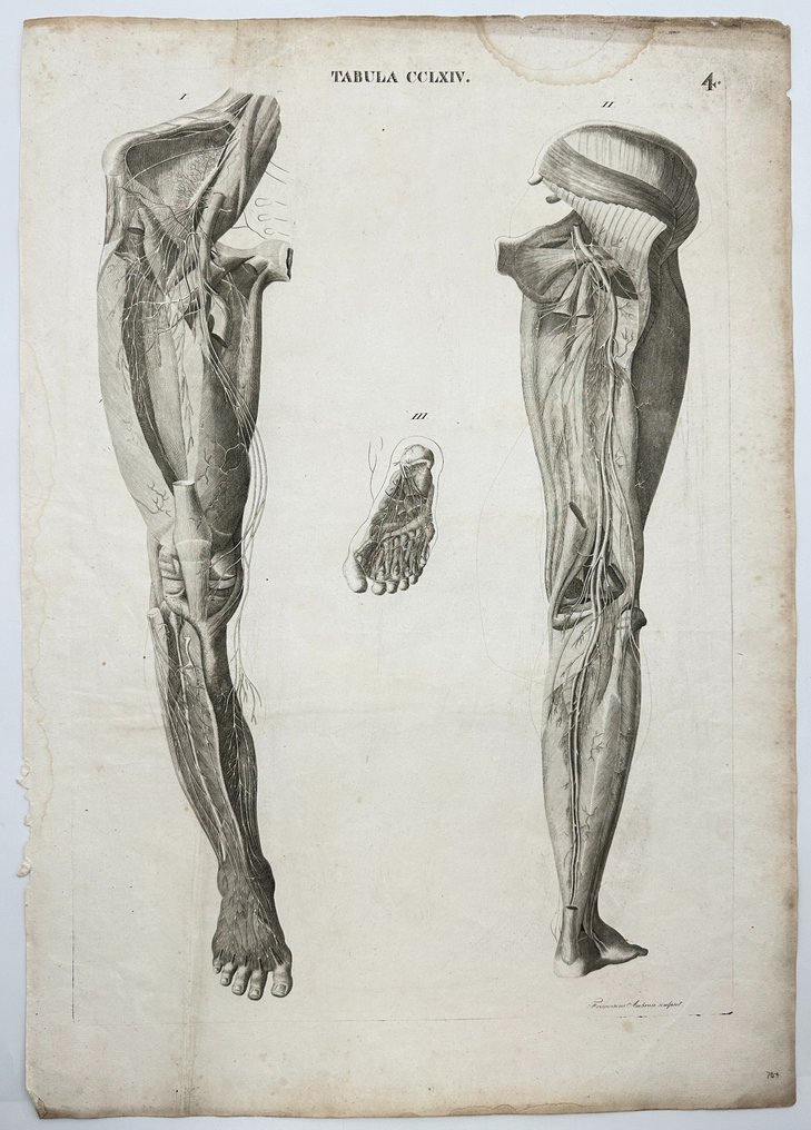 Anatomical Engraving - Antonio Caldani - ”Icones anatomicae, Iconum anatomicarum explicatio” - 1813 #1.2