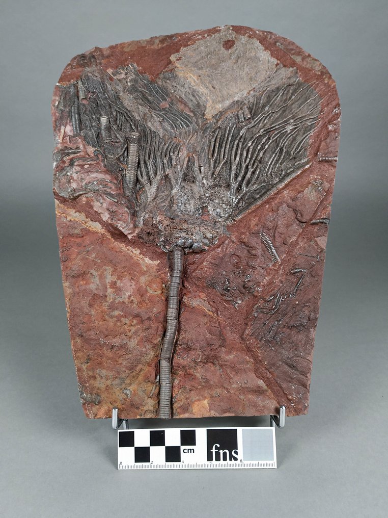 Crinoidea - Animal fossilizado - Scyphocrinites elegans - 29.5 cm - 22 cm #2.1
