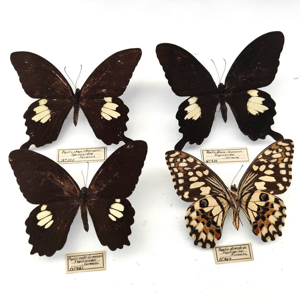 鳳蝶屬蝴蝶 標本全身支架 - 2x Papilio chaon chaonulus Papilionidae + Papilio castor formosanus Papilionidae + Papilio demoleus - 9 cm - 7 cm - 3 cm - 非《瀕臨絕種野生動植物國際貿易公約》物種 - 4 #1.2