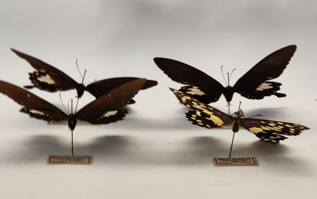 鳳蝶屬蝴蝶 標本全身支架 - 2x Papilio chaon chaonulus Papilionidae + Papilio castor formosanus Papilionidae + Papilio demoleus - 9 cm - 7 cm - 3 cm - 非《瀕臨絕種野生動植物國際貿易公約》物種 - 4 #2.1