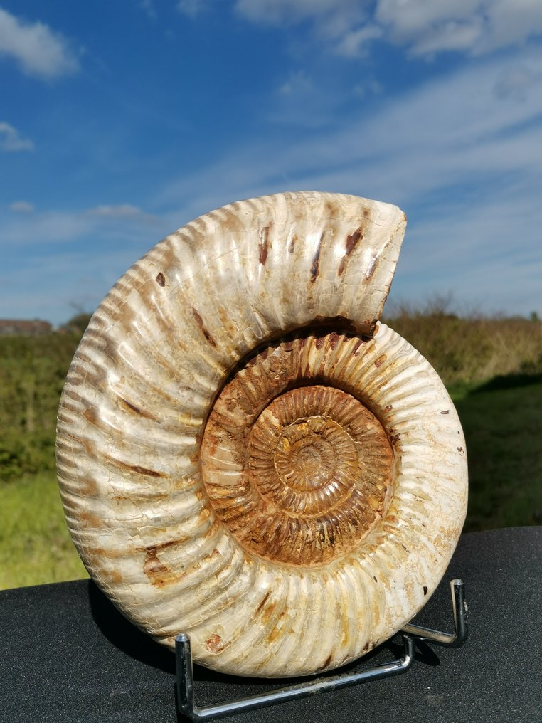 斑彩螺 - 甲壳化石 - Kranaosphinctes - 20 cm - 17.5 cm #1.1