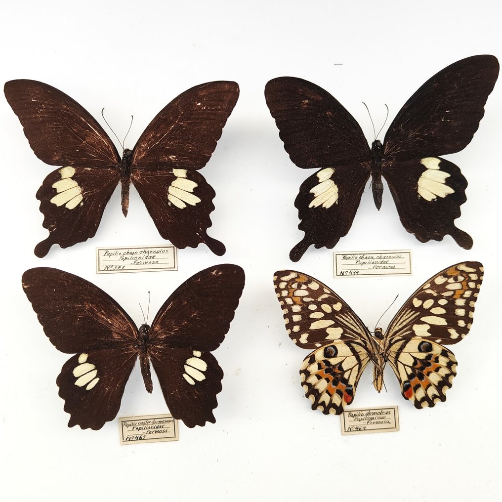鳳蝶屬蝴蝶 標本全身支架 - 2x Papilio chaon chaonulus Papilionidae + Papilio castor formosanus Papilionidae + Papilio demoleus - 9 cm - 7 cm - 3 cm - 非《瀕臨絕種野生動植物國際貿易公約》物種 - 4 #1.1