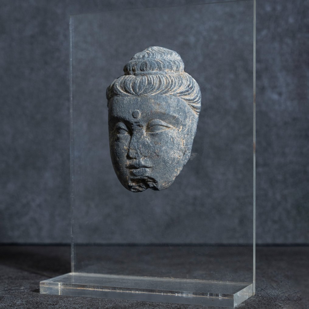 Gandhara Schist Head of Buddha - 3rd-5th Century AD #1.2