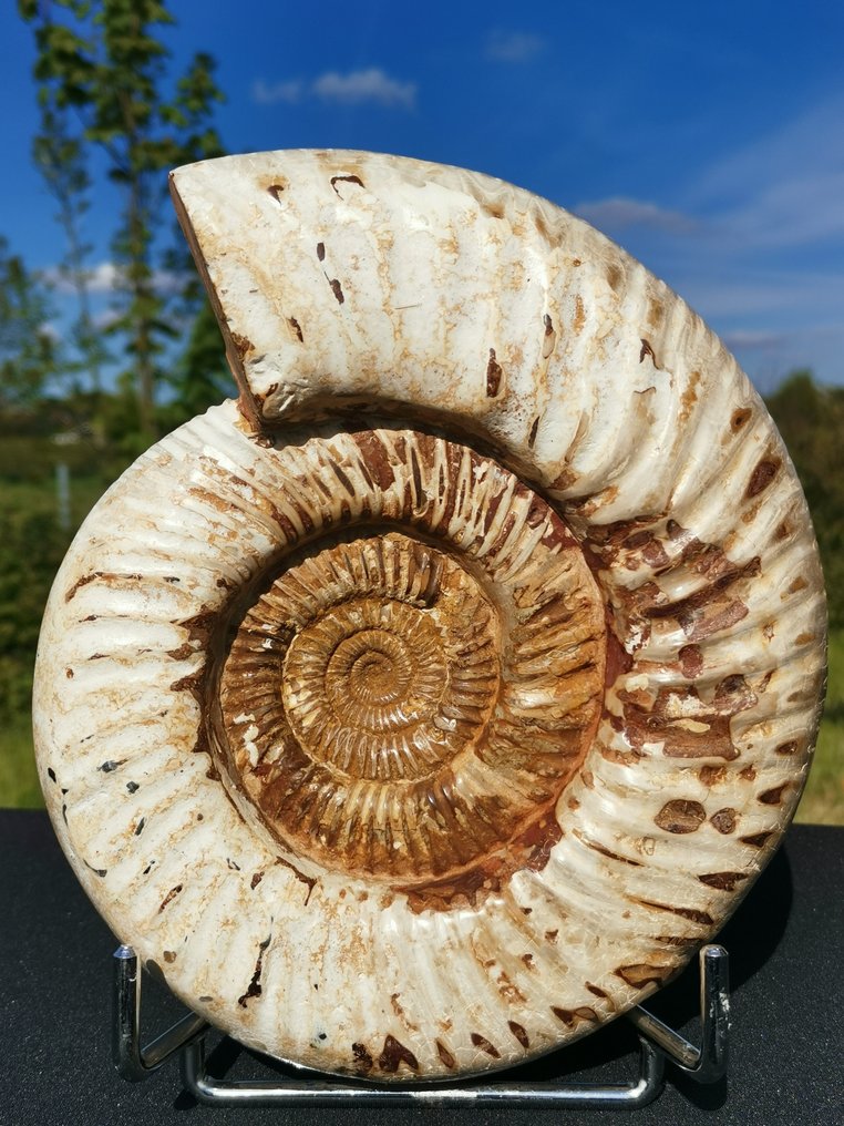 菊石亞綱 - 甲殼化石 - Kranaosphinctes - 20 cm - 17.5 cm #1.2