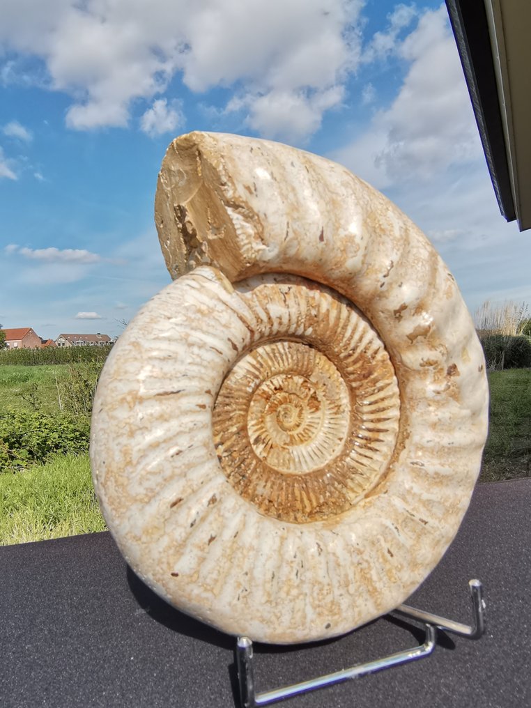 Ammonit - Tierfossil - Kranaosphinctes - 25.5 cm - 23 cm #1.2