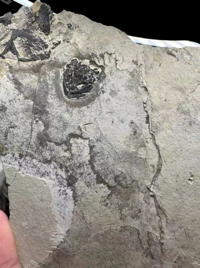 Harvinainen ja arvokas Cuora trifasciata -fossiili - Kivettynyt eläin #2.1