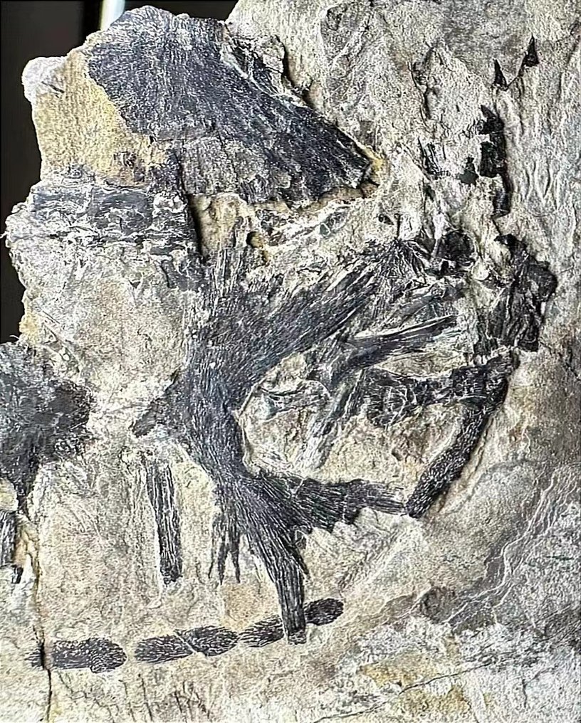 Harvinainen ja arvokas Cuora trifasciata -fossiili - Kivettynyt eläin #1.2