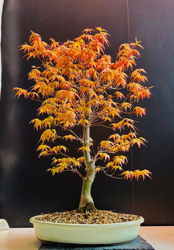 Japanese maple bonsai (Acer palmatum) - Altura (árbol): 55 cm - Profundidad (árbol): 45 cm - Japón #1.1