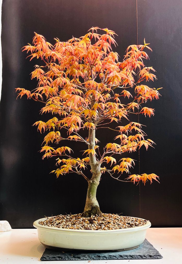 Japanese maple bonsai (Acer palmatum) - Altura (árbol): 55 cm - Profundidad (árbol): 45 cm - Japón #2.1