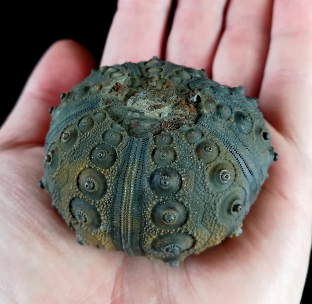 Impressive sea urchin!!! - Exceptional size, 58 mm!!! - Animal fosilizado - Dickesicidaris turbeti  (LAMBERT, 1933) - 58 mm - 55 mm #1.2
