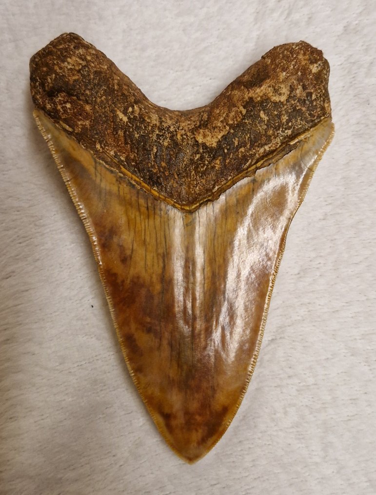 Megalodón - Diente fósil - Carcharocles megalodon - 13 cm - 9 cm #1.2