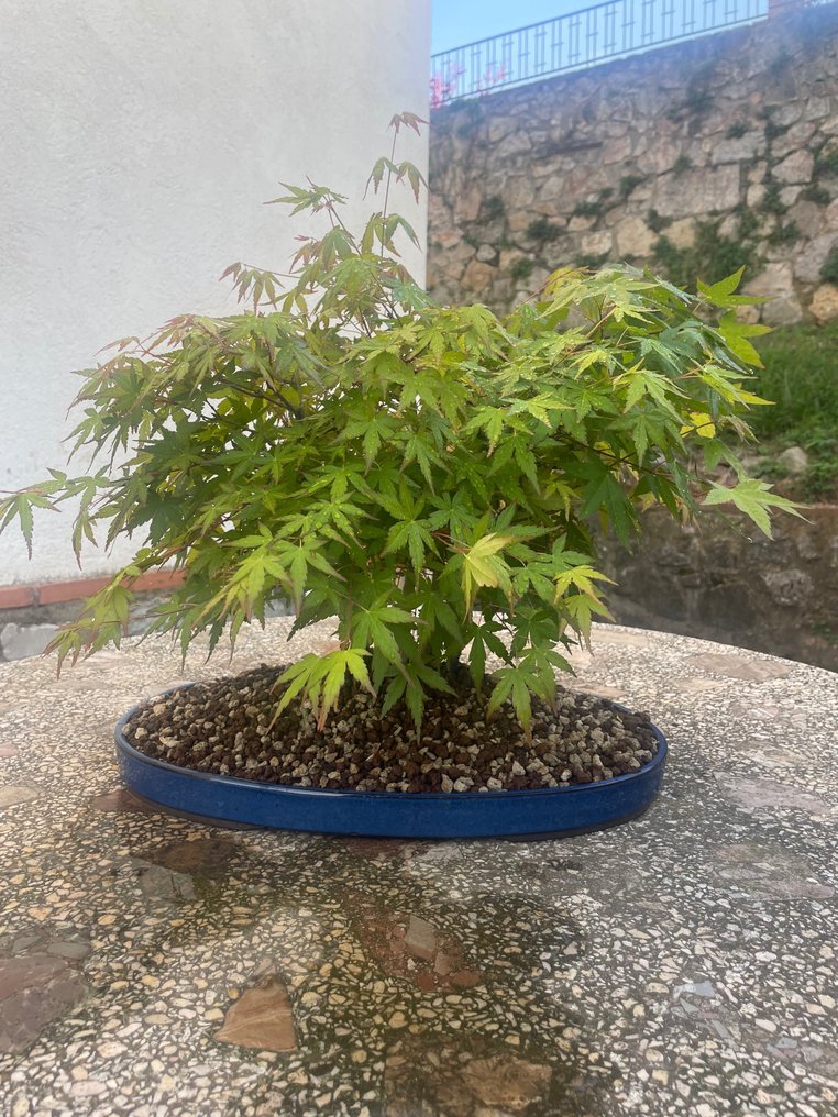 Japanese maple bonsai (Acer palmatum) - Høyde (tre): 50 cm - Dybde (tre): 50 cm - Japan #1.1