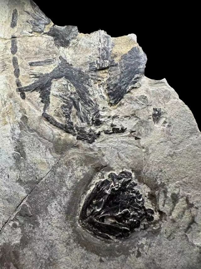 Harvinainen ja arvokas Cuora trifasciata -fossiili - Kivettynyt eläin #1.1