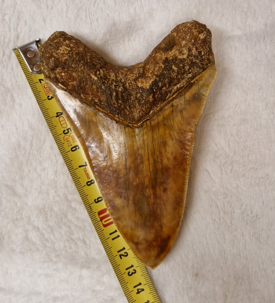 Megalodón - Diente fósil - Carcharocles megalodon - 13 cm - 9 cm #2.1