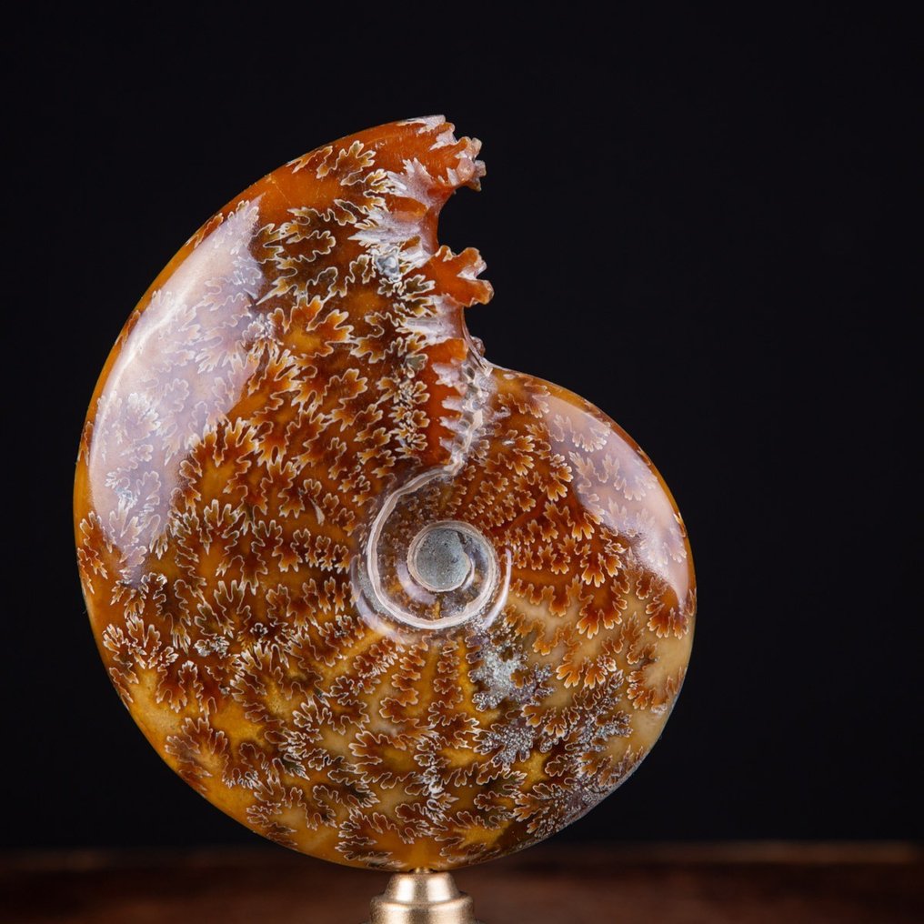 Ammonit szatén sárgaréz alapon - Fosszilizálódott állat - Aioloceras (Cleoniceras) sp. - 198 mm - 96 mm #2.1