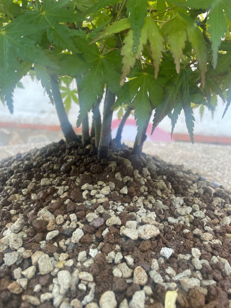 Japanese maple bonsai (Acer palmatum) - Høyde (tre): 50 cm - Dybde (tre): 50 cm - Japan #2.1