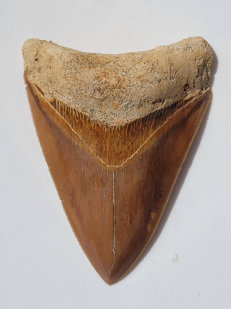 巨齿鲨 - 牙齿化石 - 10.4 cm - 7.3 cm #1.2