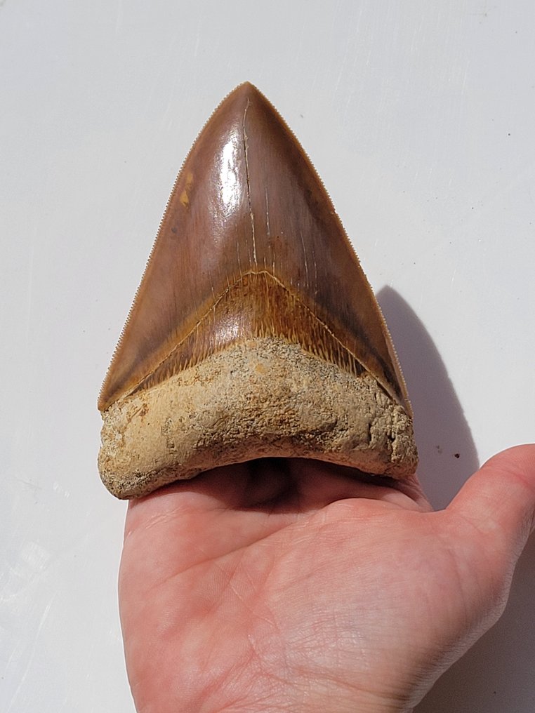 巨齿鲨 - 牙齿化石 - 10.4 cm - 7.3 cm #1.1