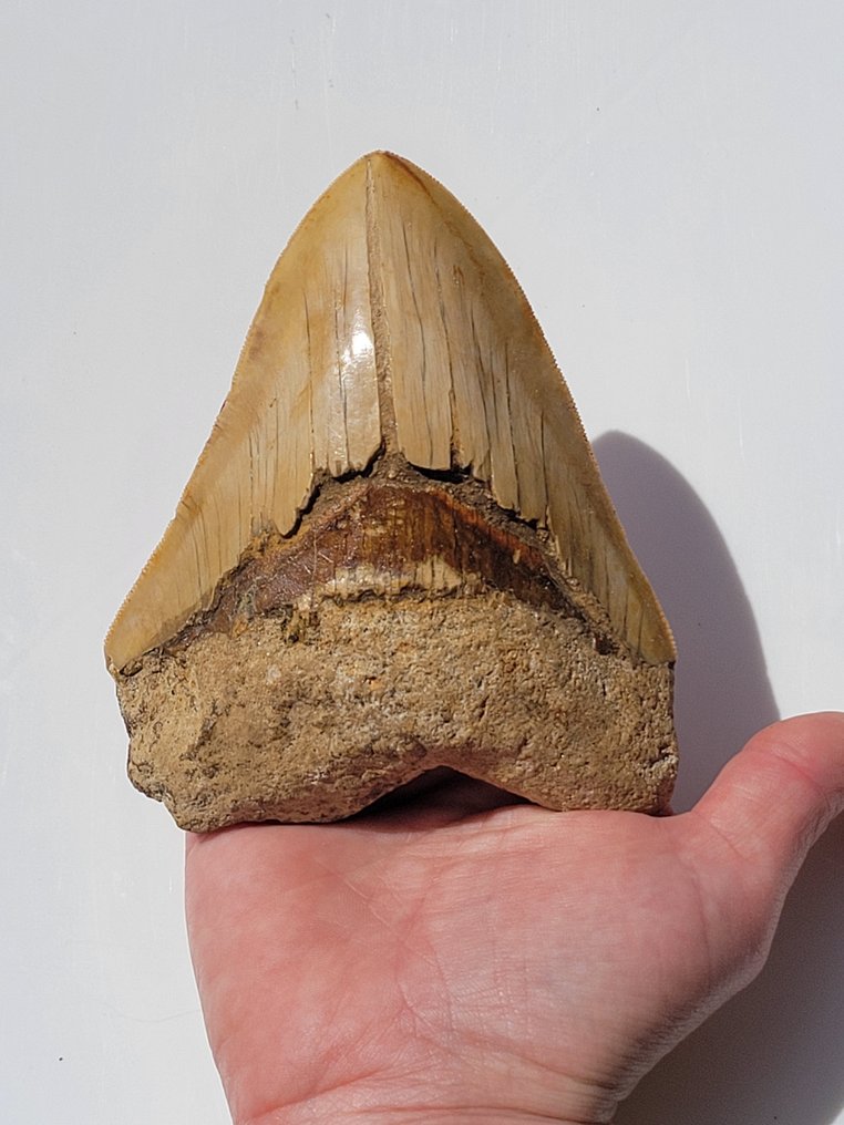 Megalodon - Skamieniały ząb - 11.7 cm - 9.3 cm #1.1