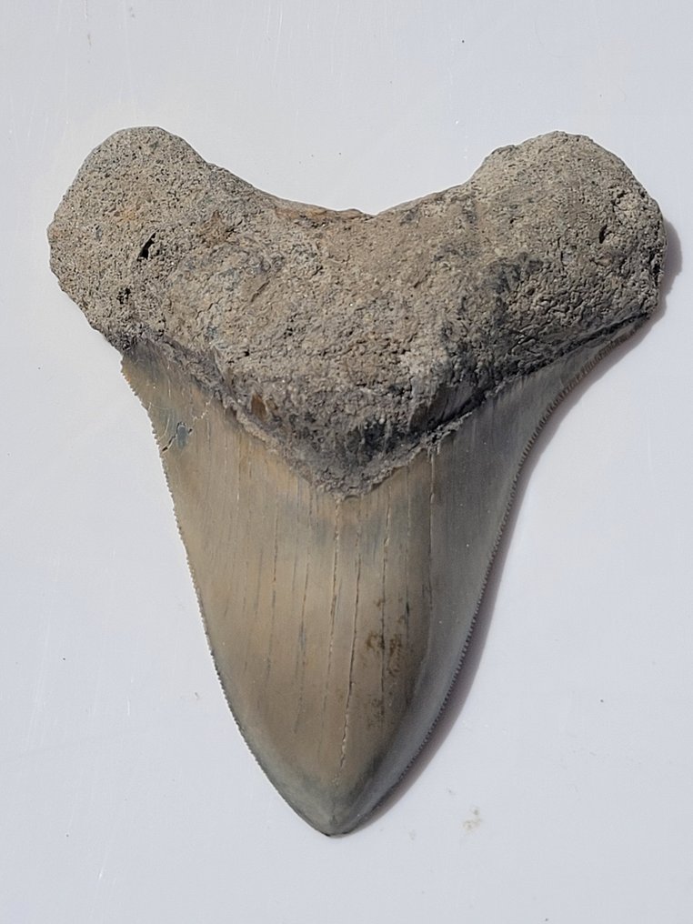 Megalodon - Fossil tand - 10.5 cm - 8.6 cm #1.2