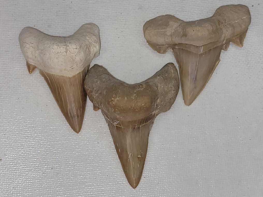 Squalo - Dente fossile - ottodo #1.1