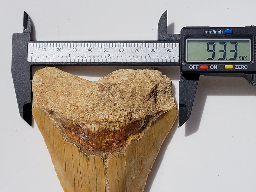 Megalodon - Fossiiliset hampaat - 11.7 cm - 9.3 cm #2.1