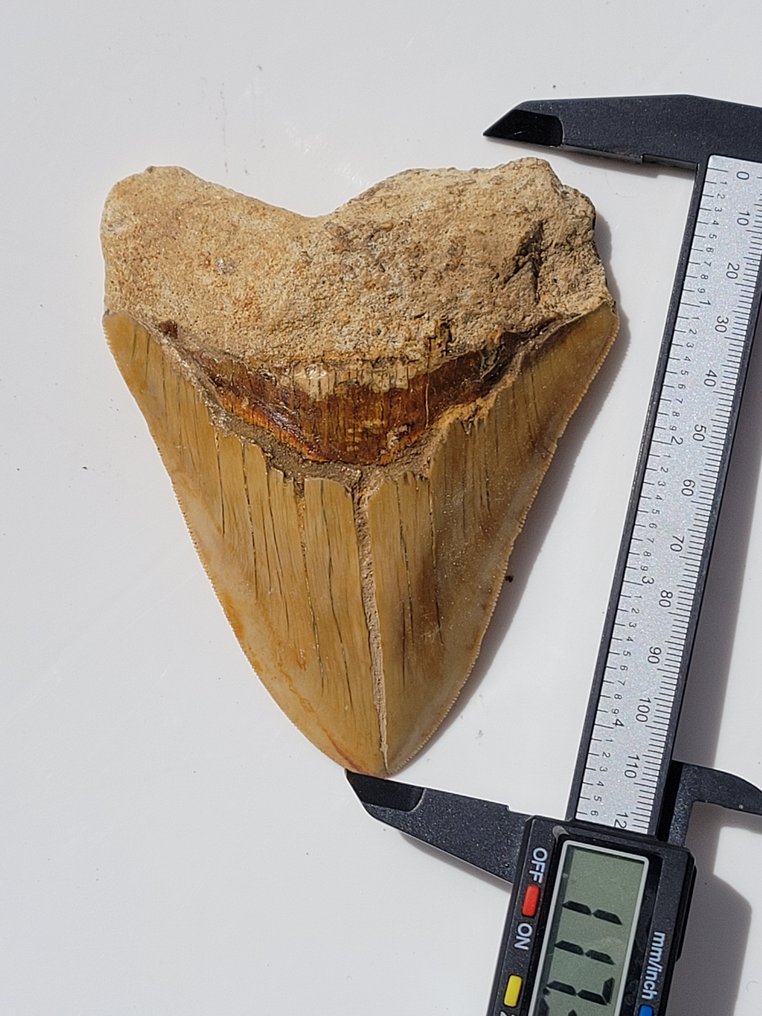 Megalodon - Skamieniały ząb - 11.7 cm - 9.3 cm #3.1