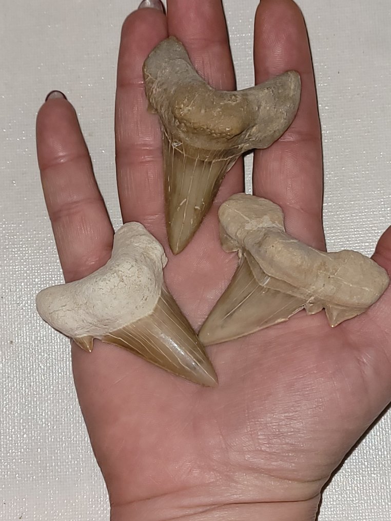 Squalo - Dente fossile - ottodo #2.2