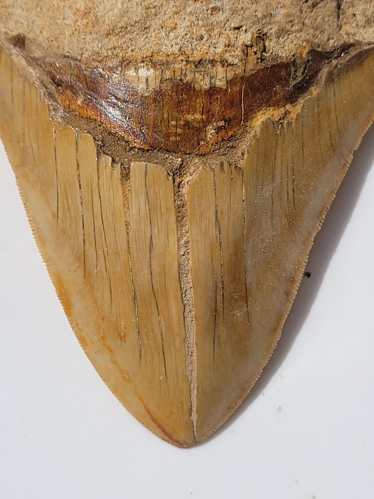 Megalodon - Skamieniały ząb - 11.7 cm - 9.3 cm #3.2