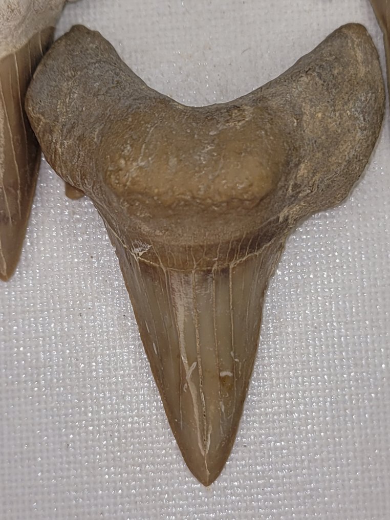 Squalo - Dente fossile - ottodo #3.2