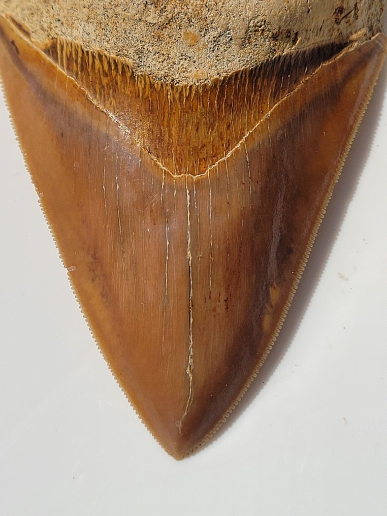 Mégalodon - Dent fossile - 10.4 cm - 7.3 cm #2.1