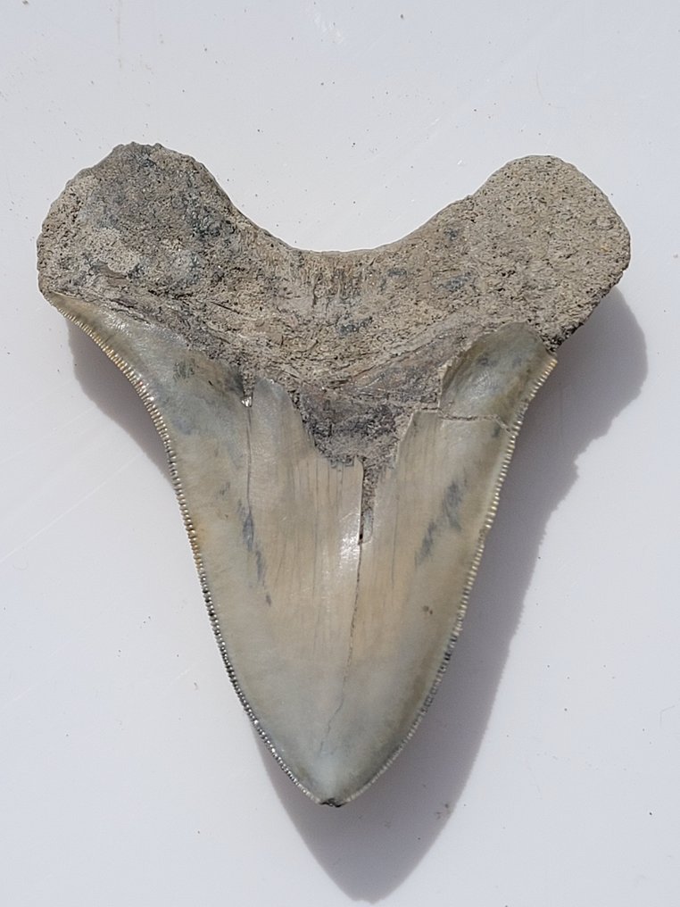 Megalodon - Skamieniały ząb - 10.5 cm - 8.6 cm #2.1